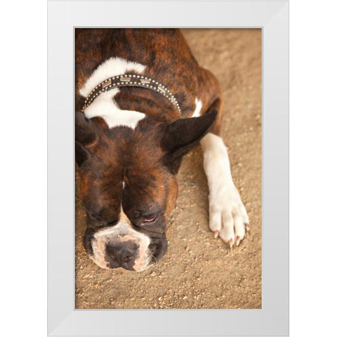 Boxer White Modern Wood Framed Art Print by Millet, Karyn