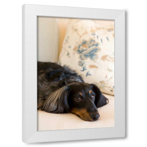 Dachshund White Modern Wood Framed Art Print by Millet, Karyn