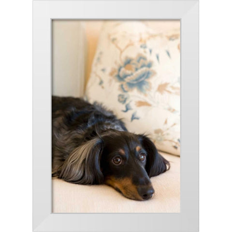Dachshund White Modern Wood Framed Art Print by Millet, Karyn