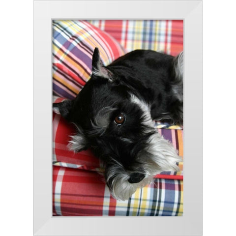 Schnauzer White Modern Wood Framed Art Print by Millet, Karyn