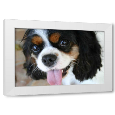 King Charles Spaniel White Modern Wood Framed Art Print by Millet, Karyn