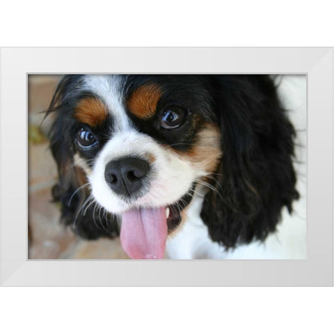 King Charles Spaniel White Modern Wood Framed Art Print by Millet, Karyn
