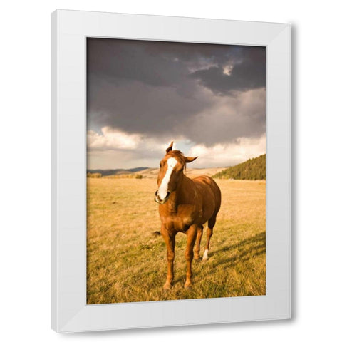 Out in the Pasture I White Modern Wood Framed Art Print by Millet, Karyn