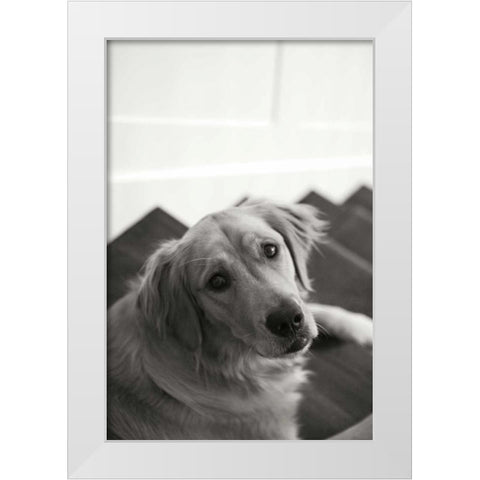 Goldie I White Modern Wood Framed Art Print by Millet, Karyn