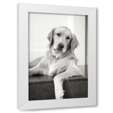 Goldie II White Modern Wood Framed Art Print by Millet, Karyn