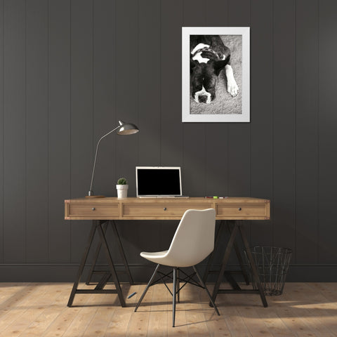 Boxer White Modern Wood Framed Art Print by Millet, Karyn