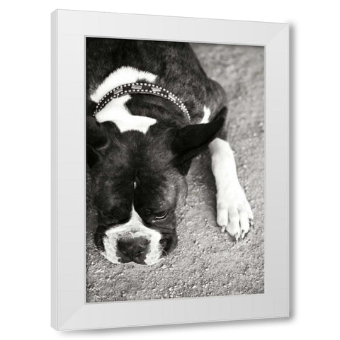 Boxer White Modern Wood Framed Art Print by Millet, Karyn