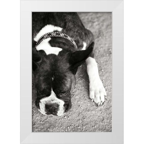 Boxer White Modern Wood Framed Art Print by Millet, Karyn