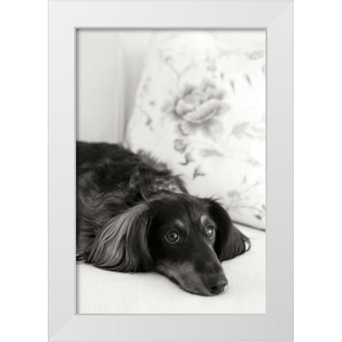 Dachshund White Modern Wood Framed Art Print by Millet, Karyn