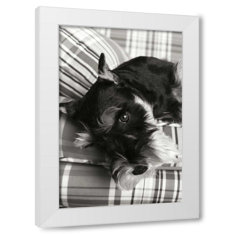 Schnauzer White Modern Wood Framed Art Print by Millet, Karyn