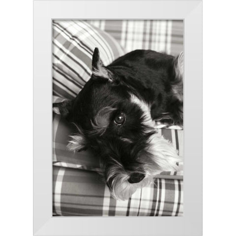 Schnauzer White Modern Wood Framed Art Print by Millet, Karyn