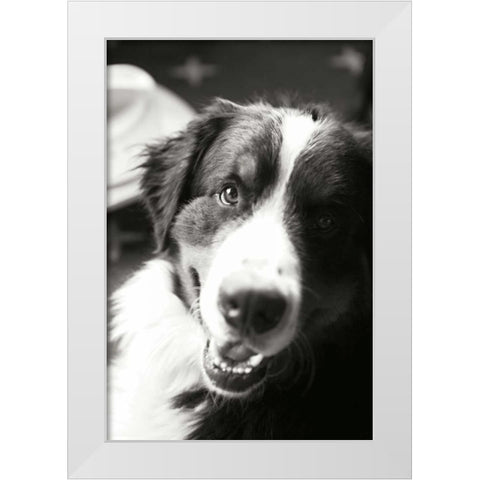 Ranch Dog White Modern Wood Framed Art Print by Millet, Karyn