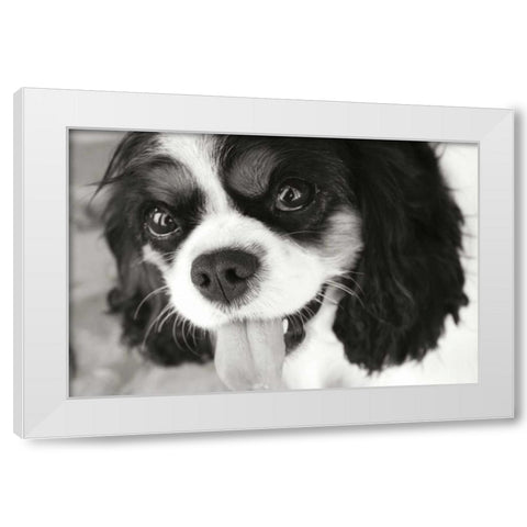 King Charles Spaniel White Modern Wood Framed Art Print by Millet, Karyn