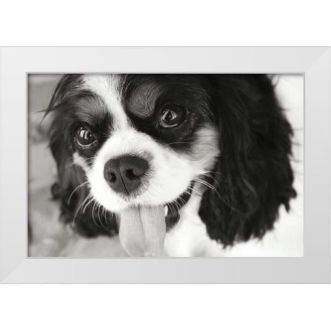 King Charles Spaniel White Modern Wood Framed Art Print by Millet, Karyn
