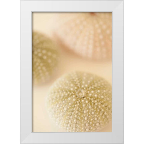 Ocean Treasures III White Modern Wood Framed Art Print by Millet, Karyn