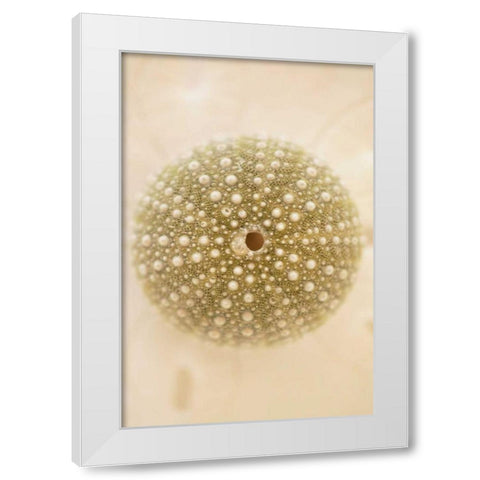 Ocean Treasures IV White Modern Wood Framed Art Print by Millet, Karyn