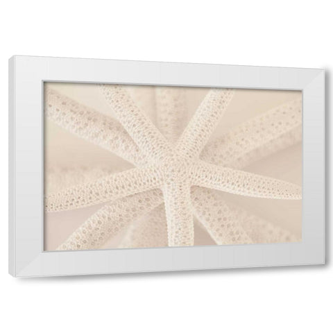 Ocean Treasures VII White Modern Wood Framed Art Print by Millet, Karyn