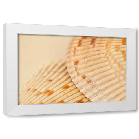 Ocean Treasures XIII White Modern Wood Framed Art Print by Millet, Karyn