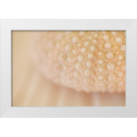 Ocean Treasures XV White Modern Wood Framed Art Print by Millet, Karyn