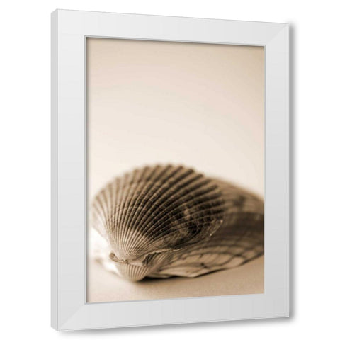 Shell Symmetry I White Modern Wood Framed Art Print by Millet, Karyn