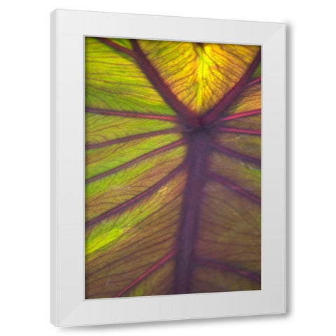 Sun in the Leaves I White Modern Wood Framed Art Print by Millet, Karyn