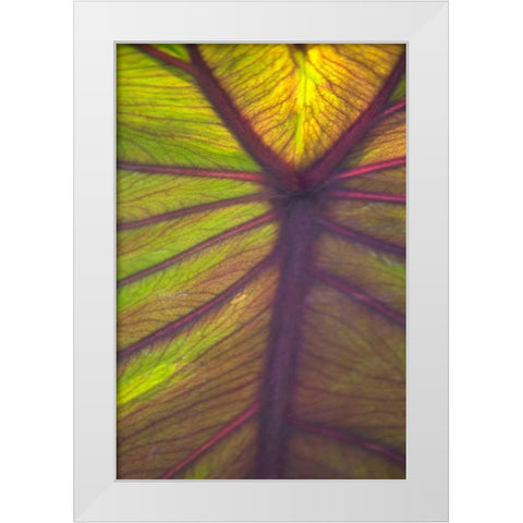 Sun in the Leaves I White Modern Wood Framed Art Print by Millet, Karyn