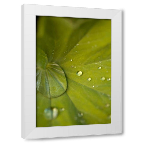 Tropical Leaves I White Modern Wood Framed Art Print by Millet, Karyn