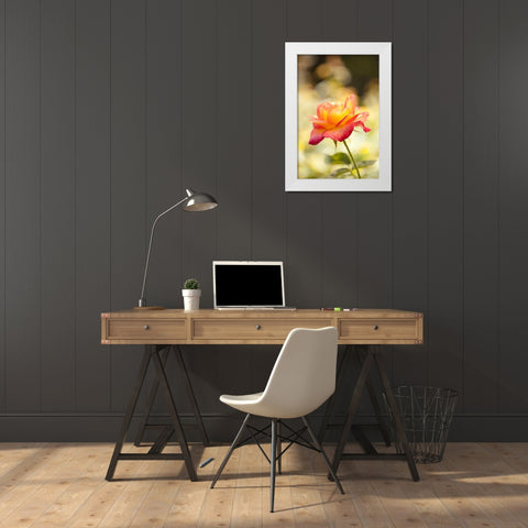 Serene Rose I White Modern Wood Framed Art Print by Millet, Karyn