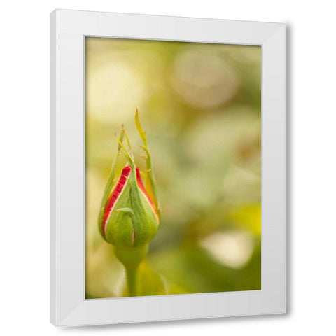 Serene Rose II White Modern Wood Framed Art Print by Millet, Karyn