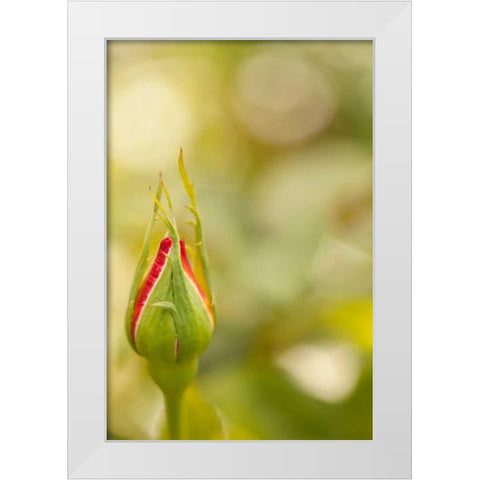 Serene Rose II White Modern Wood Framed Art Print by Millet, Karyn