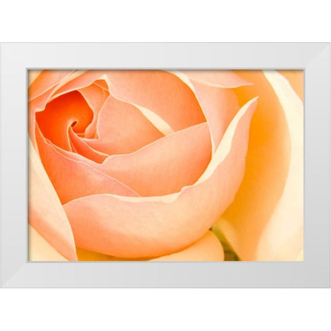 In Full Bloom I White Modern Wood Framed Art Print by Millet, Karyn