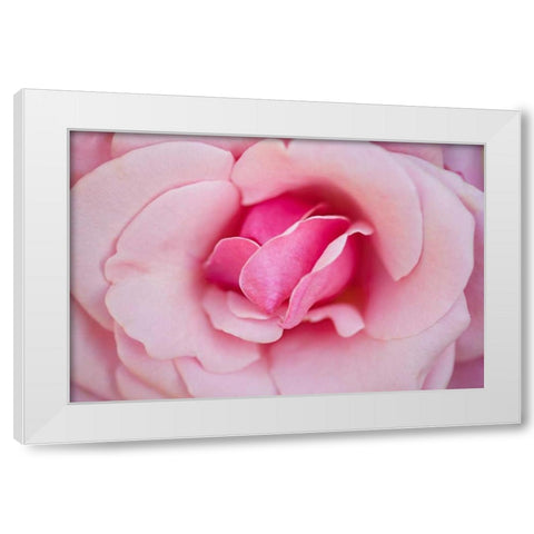 In Full Bloom II White Modern Wood Framed Art Print by Millet, Karyn