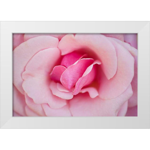 In Full Bloom II White Modern Wood Framed Art Print by Millet, Karyn