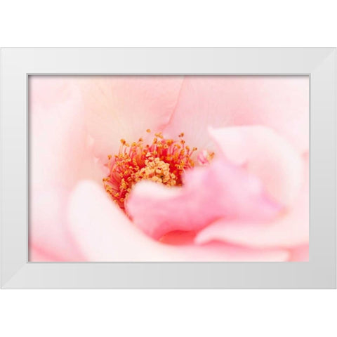 In Full Bloom III White Modern Wood Framed Art Print by Millet, Karyn