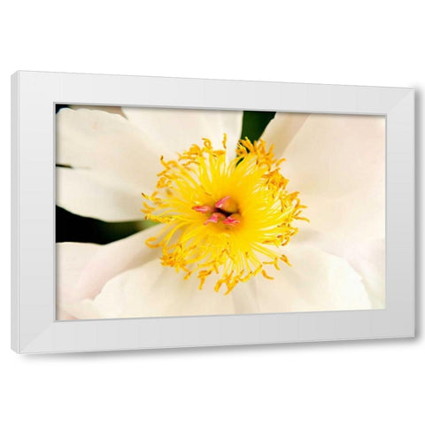 In Full Bloom IV White Modern Wood Framed Art Print by Millet, Karyn