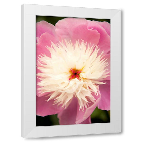 Pink and White Peony I White Modern Wood Framed Art Print by Millet, Karyn