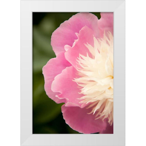 Pink and White Peony II White Modern Wood Framed Art Print by Millet, Karyn