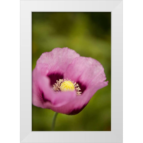 Purple Poppy I White Modern Wood Framed Art Print by Millet, Karyn
