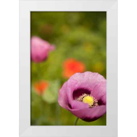 Purple Poppy II White Modern Wood Framed Art Print by Millet, Karyn