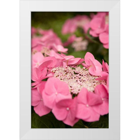 Lace Hydrangea I White Modern Wood Framed Art Print by Millet, Karyn