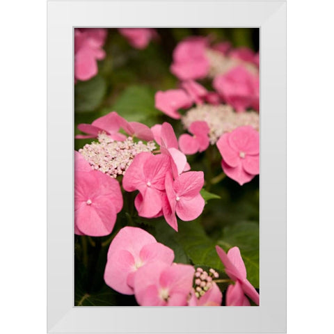 Lace Hydrangea II White Modern Wood Framed Art Print by Millet, Karyn