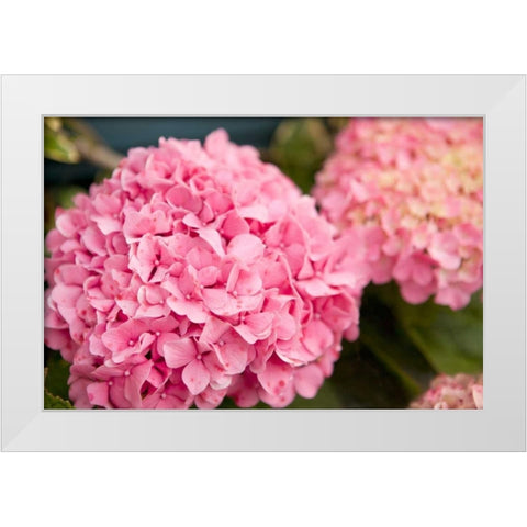 Hydrangeas II White Modern Wood Framed Art Print by Millet, Karyn