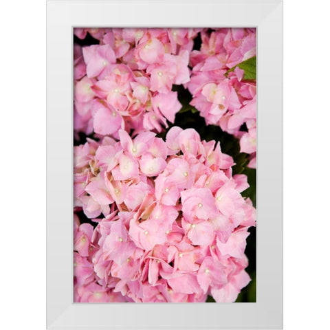 Hydrangeas III White Modern Wood Framed Art Print by Millet, Karyn