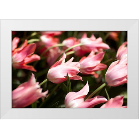 Leaning Tulips White Modern Wood Framed Art Print by Millet, Karyn