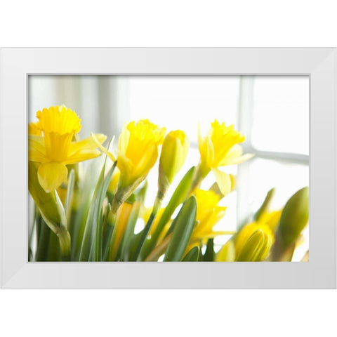 Leaning Daffodils White Modern Wood Framed Art Print by Millet, Karyn