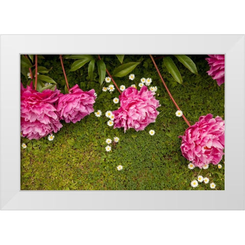 Garden Peonies I White Modern Wood Framed Art Print by Millet, Karyn