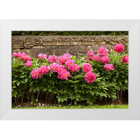 Garden Peonies II White Modern Wood Framed Art Print by Millet, Karyn