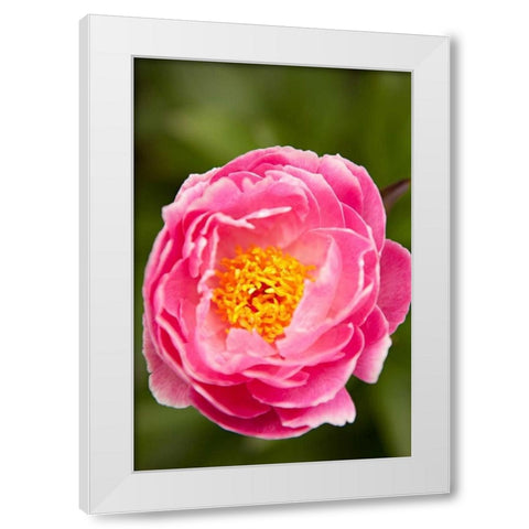 Pink Peony II White Modern Wood Framed Art Print by Millet, Karyn