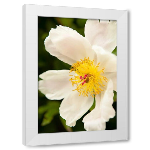 Peony Japonica I White Modern Wood Framed Art Print by Millet, Karyn
