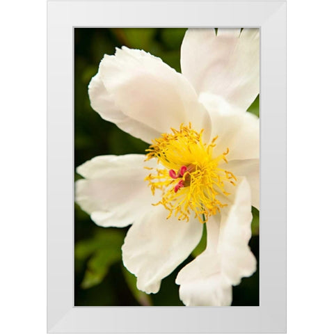 Peony Japonica I White Modern Wood Framed Art Print by Millet, Karyn